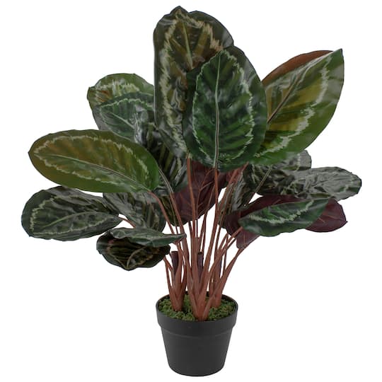2.5Ft Potted Green Leaf Calathea Plant By Northlight | 2.5 ft | Michaels®